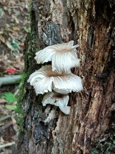 低陸山-嘎拉賀神木1765101