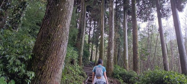 20230722_奮起湖大凍山步道2227330