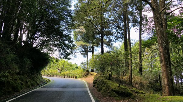 阿里山森遊區-祝山,對高岳步道2536981