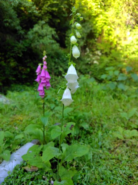 稍來小雪山國家步道、船型山、鞍馬山、鞍馬山東北峰、天池、雪山神木2799661