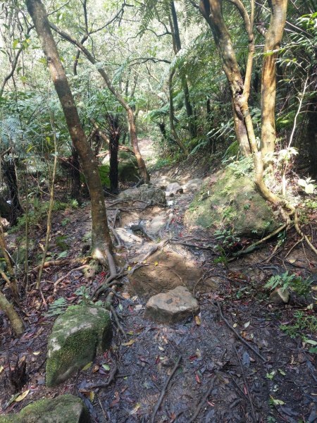 臺北大縱走第四段：大湖公園→風櫃口1314419