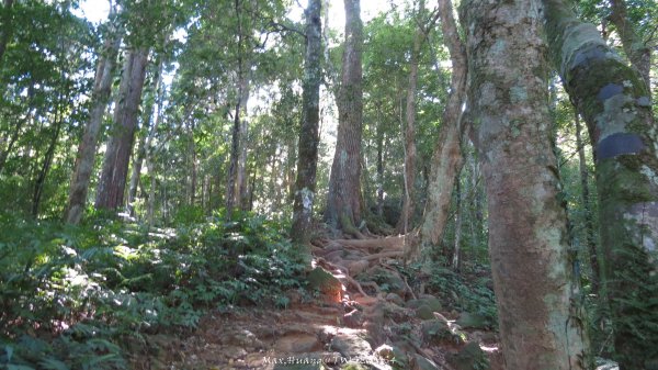 《新竹》斷崖神木｜北得拉曼步道小P繞202510172917602