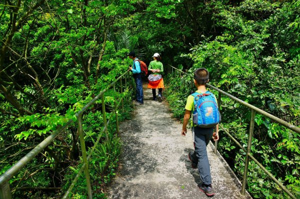 燦光寮古道與黃金三稜554315