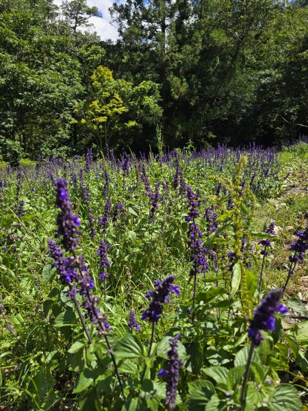 20250810 一日單攻桃山2919365