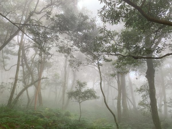 20230409鵝公髻山-第一登山口來回2103574