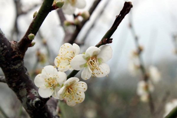 【新聞】梅山公園梅花綻放 吸引目光