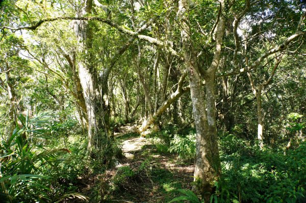 宜蘭 南澳 御恩山2892667