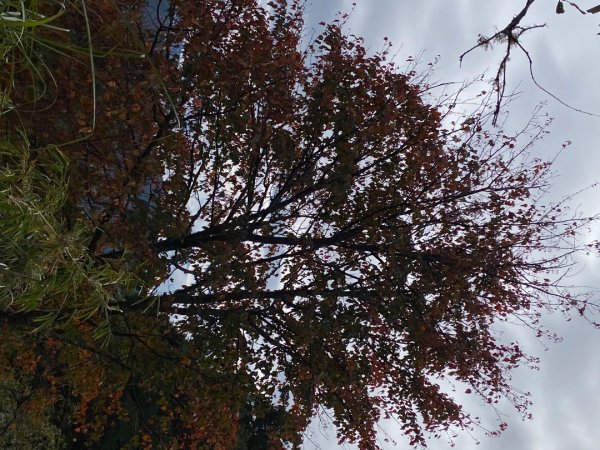 1131215大塔山步道2669090