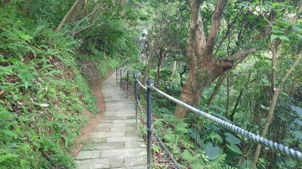 《台北》城市晨運｜虎山親山自然步道（松山慈惠堂）202505222795775