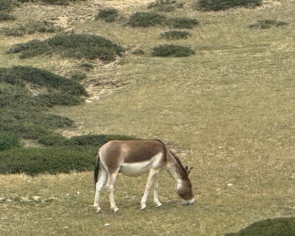 西藏♥️可愛動物🐎人物寫真/拉薩旅拍/美食2902928