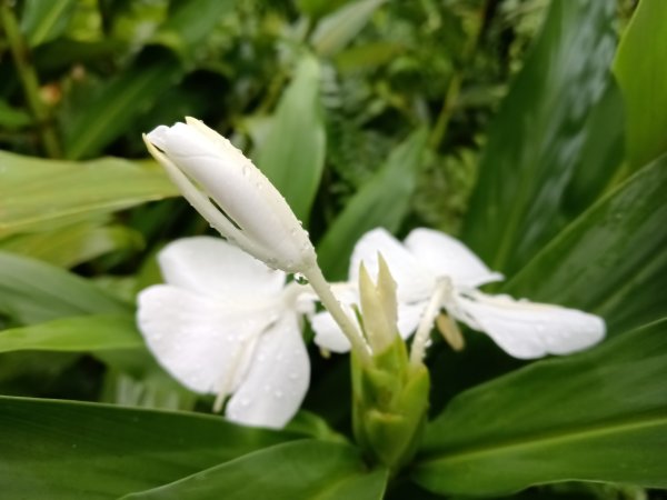 雙溪區中坑古道+大夯瀑布+中坑東山+中坑東山尾稜O型2921507