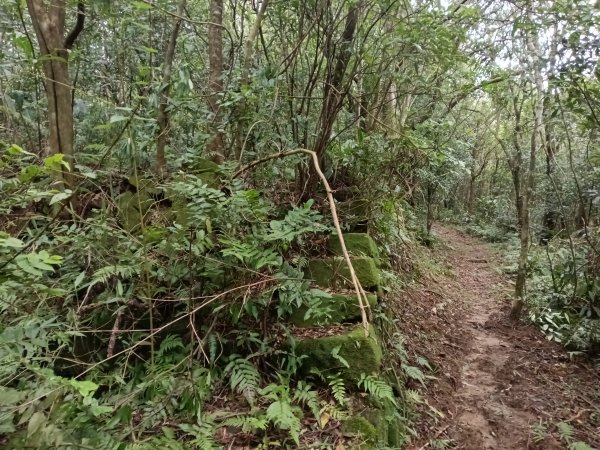 雙溪區彎穹平林山+平湖東步道+紙坑古道(億山煤礦)+紙坑山出平水聚落O型2965798