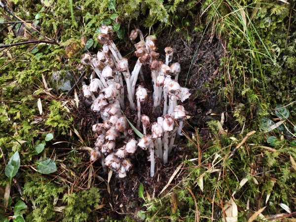 北一段(14/14)高山植物 2025_0906~132887638