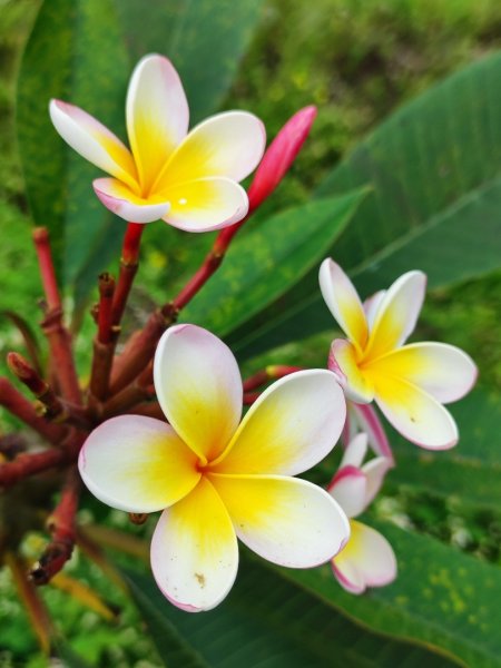 九讚頭車站-大崎棟.茶亭.逃學.騎龍古道20幾K繞大O2972542