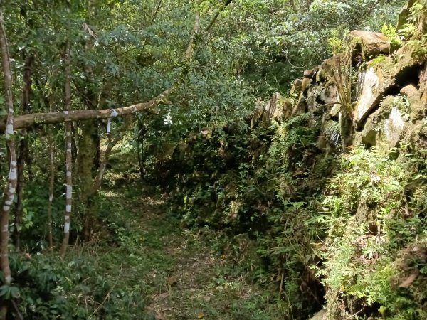 坪林區大舌湖漁光國小通學古道(保甲路古道)去回+大舌湖2844944