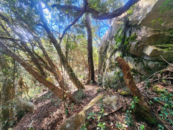 20250216水社大山潭南線2746137