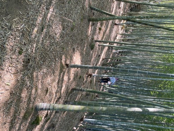 鹿谷大崙尾山、和雅挑竹古道7號、和雅挑竹古道6號O型走2425949