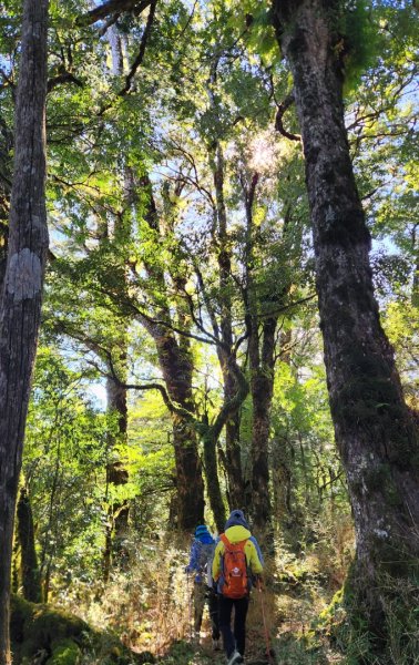 【中級山縱走】羅馬縱走，走進神木的夢幻童話森林世界2943229