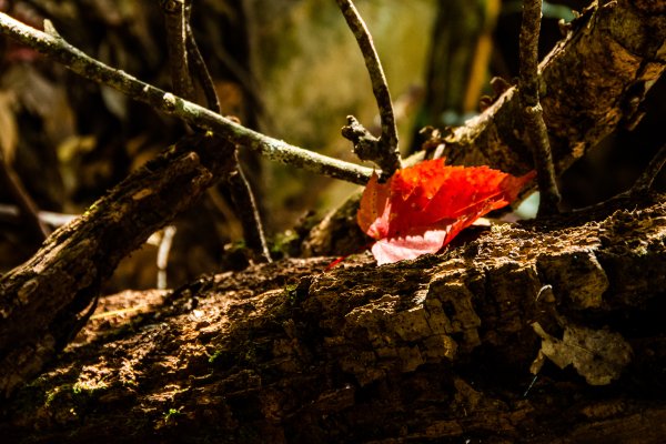 稍來山楓葉林2960866