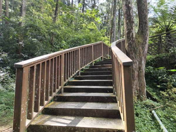 [百山百鳥尋旅-05/15] 2025_0830 溪頭賞鳥步道_銀杏步道2875531