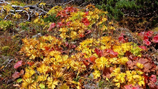 體驗日本最經典的北阿爾卑斯山脈之美燕槍穗縱走2964717
