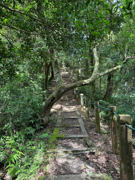 大崙頭山走到大崙尾山2263379