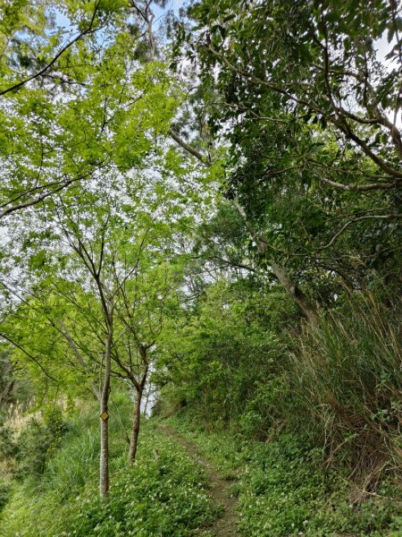 2024.03.24 飛鳳古道2908490