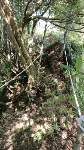 坪林區仁里坂山-火炎山未竟跟聯合艦隊除草去3125126
