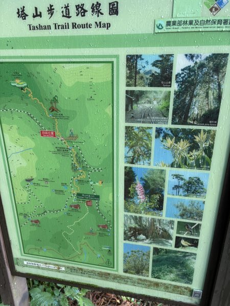 20251225塔山步道(大塔山)2970329