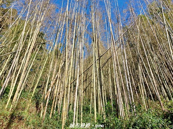 【嘉義。阿里山鄉】小百岳集起來。 編號60小百岳-奮起湖大凍山步道1579184