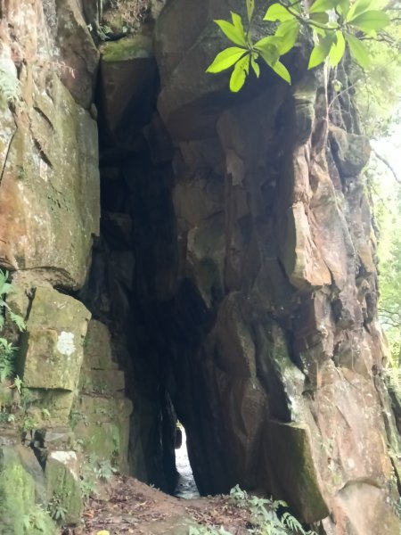 汐止區大尖山櫻花+秀峰瀑布O型3009360