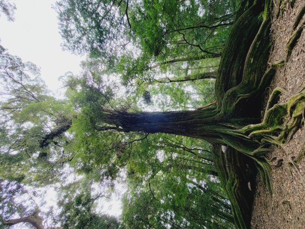 雪見大板根-202502222859820