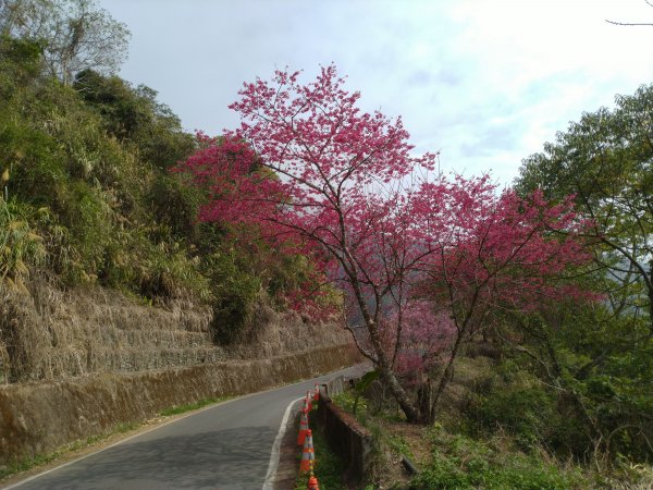 2023-02-26 登嘉南雲峰巧遇草嶺櫻花季2043970