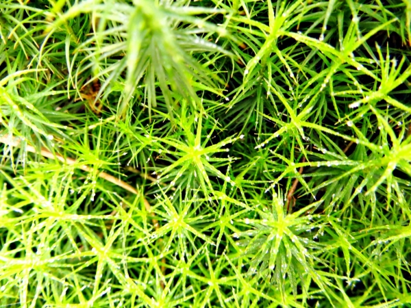 雲霧中遊走七星山之美33426