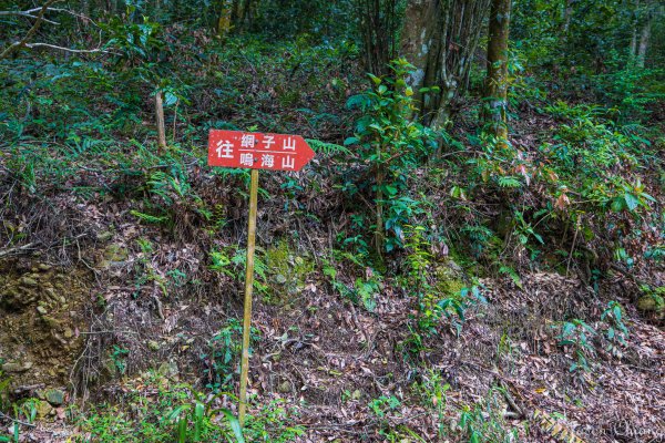 [高雄]網子山、鳴海下山、鳴海山2585500