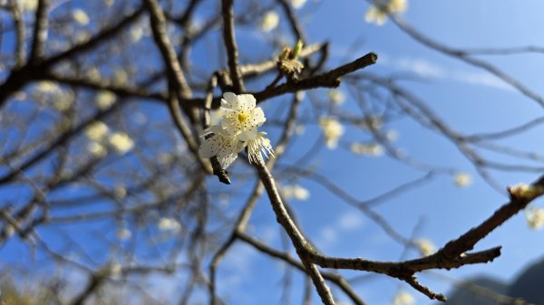 2025楓樹湖木蓮花即將大爆發，近似球形的花朵枝頭綻放，滿山滿谷粉紅泡泡，相當浪漫2711974