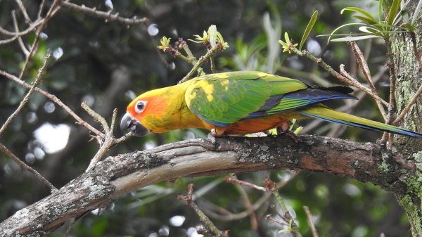 中正紀念堂-花鳥&大屯山雲海（山嵐）2/12703301