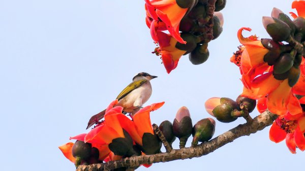 《臨江仙。黃花風鈴木》2735396