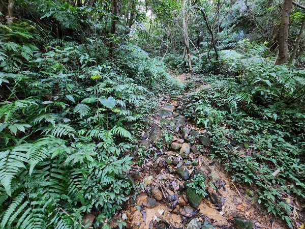 20241229界寮縱走下汐止2721699