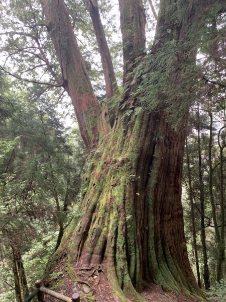 檜山巨木群步道2324161