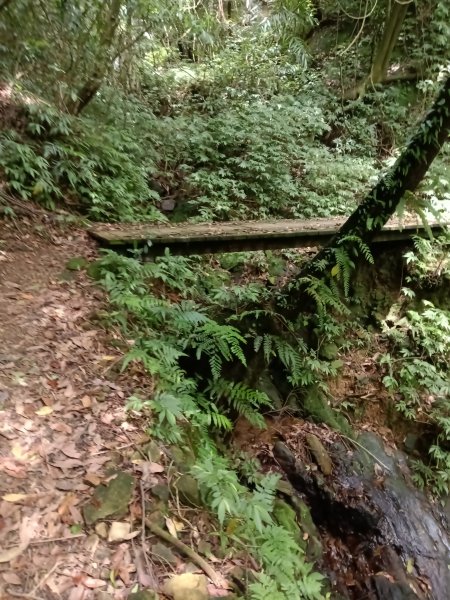 雙溪區淡蘭山徑-燦光寮古道+貂山古道O型2774876