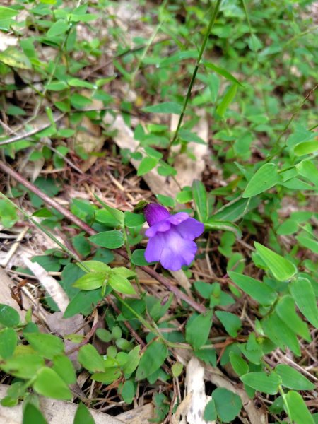 矢場谷山連走勃子山2805014
