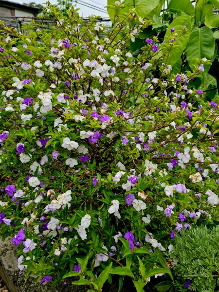 2025年臺北大縱走第四段：風櫃口至中華科大2755993