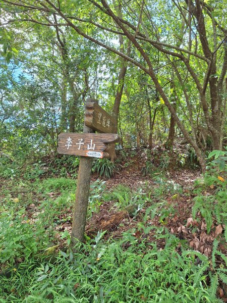 望龍埤三山O型202509272901710