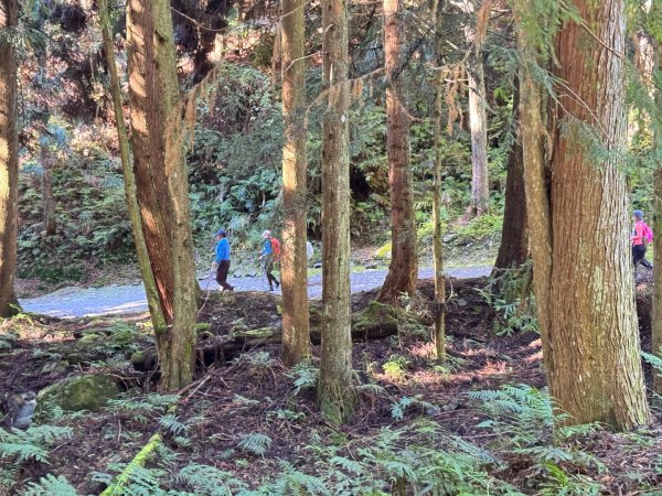 觀霧-榛山步道2925996