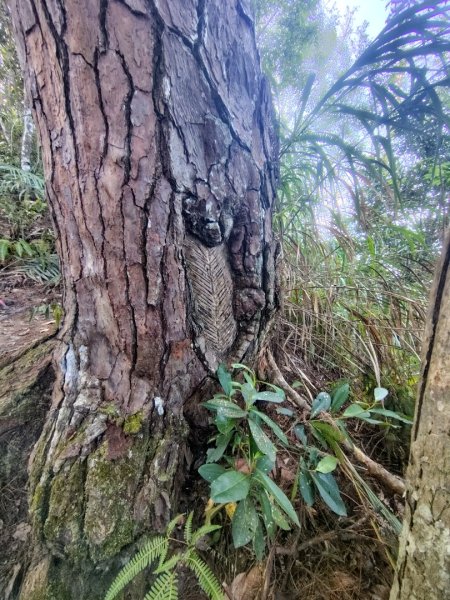 唐麻丹山 蝴蝶谷2918945