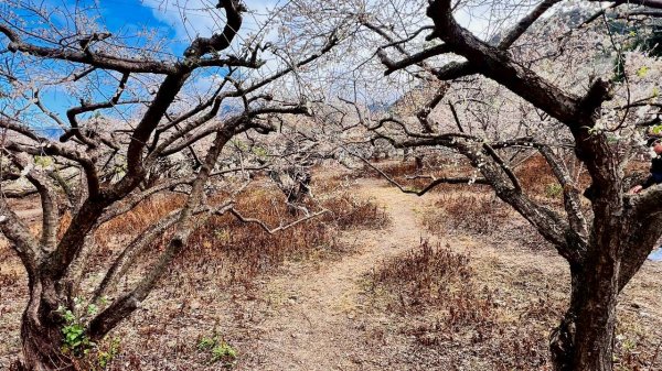 🌈1/17（六）蔡家古厝賞梅×梅子夢工廠×車埕老街✨FB：熊熊趴爬走🌈2983929