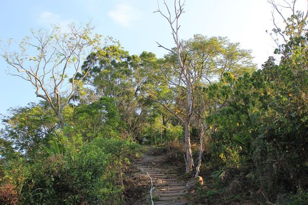 高雄甲仙六義山步道(百葉線)266380