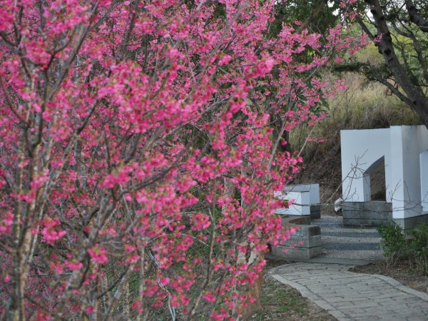 虎山巖步道—滿山李花白1268698