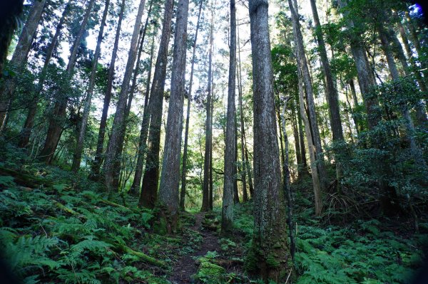 新竹 五峰 鳥嘴山、大窩山2956868
